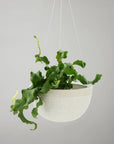 White Water Bead | Hanging Planter Large
