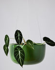 Glazed Earth Hanging Planter | Forest Green Large