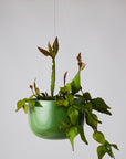 Glazed Earth Hanging Planter | Forest Green Mid