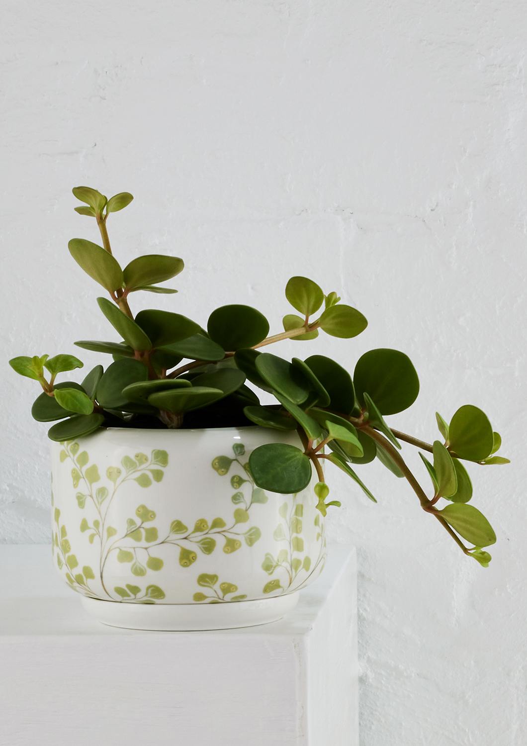 Decorative Succulent Pot | Maiden Fern