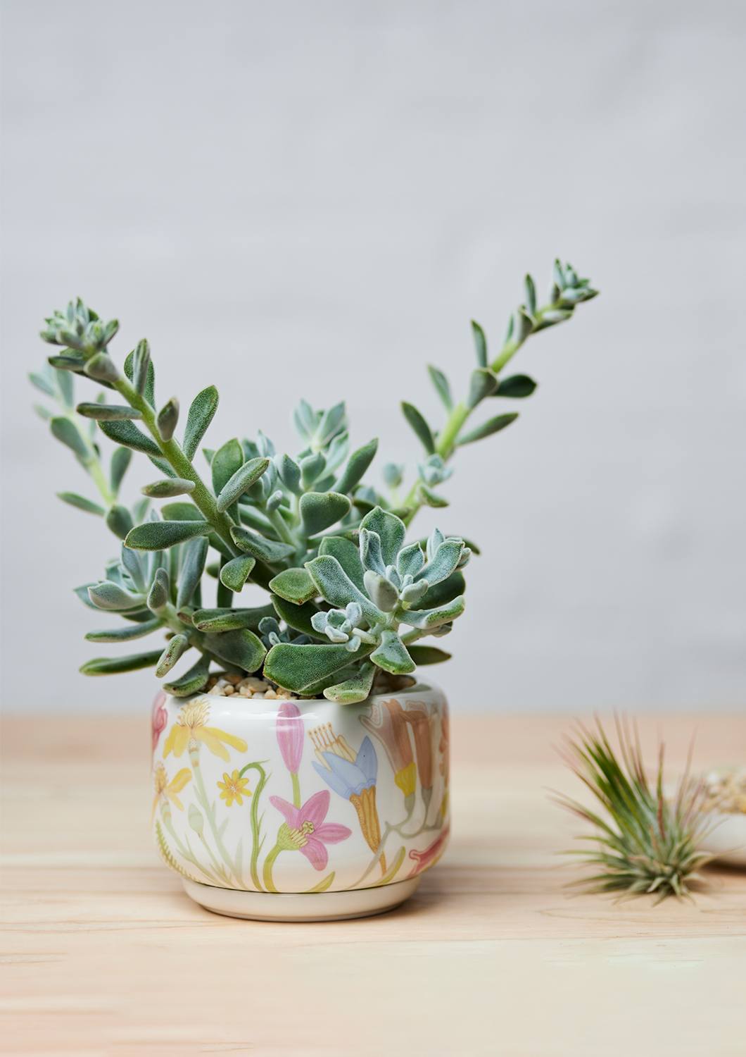 Decorative Succulent Pot | Flower Field