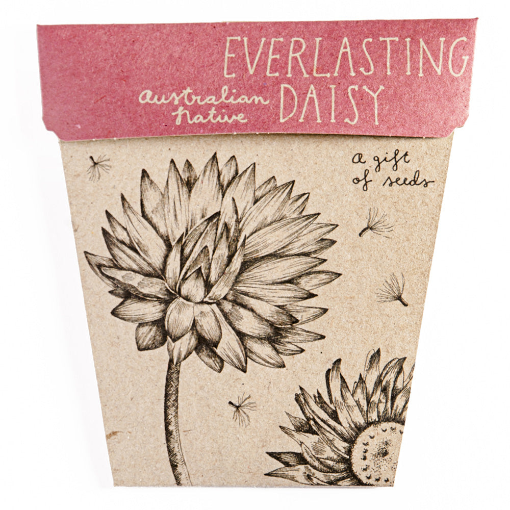A Gift Of Seeds Card │Everlasting Daisy